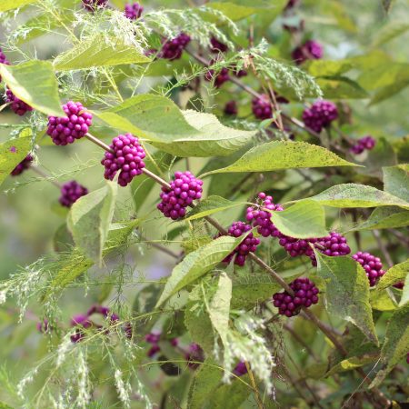 Beauty Berry Stalks