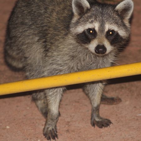 Raccoon Considering Limbo